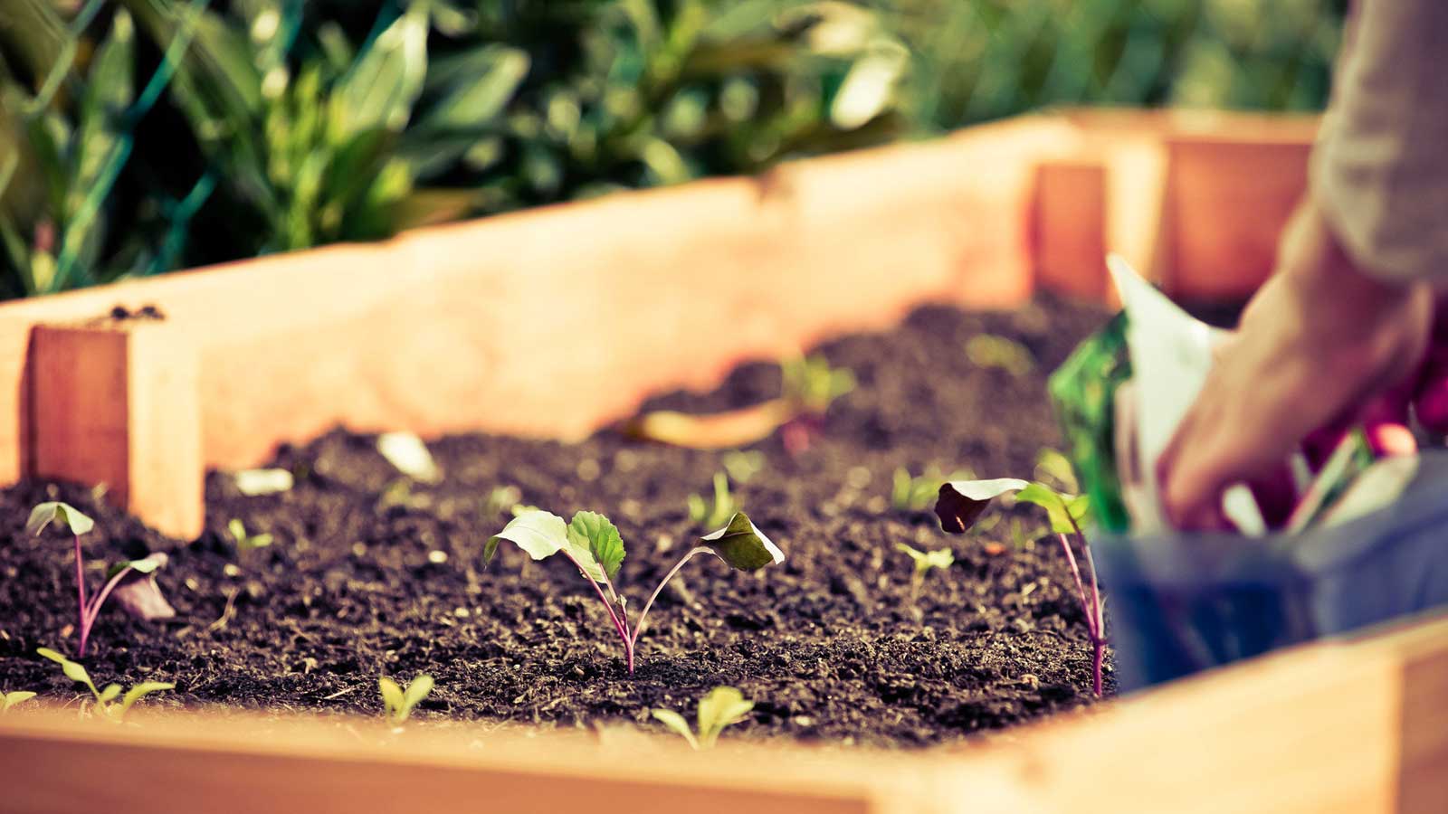A Way to Garden